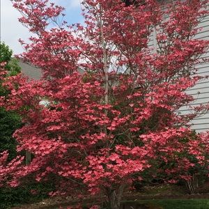 Meet your Posher, Pauli